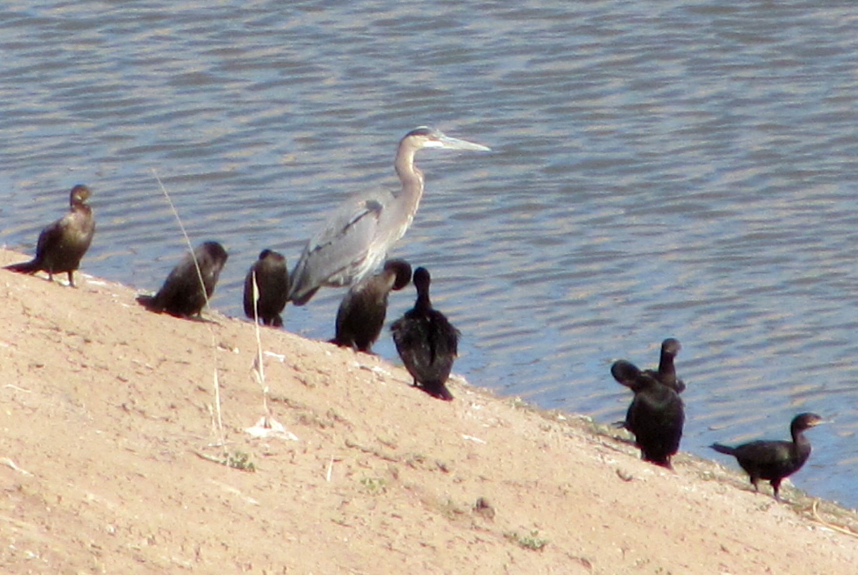 Birds at Deep Pond